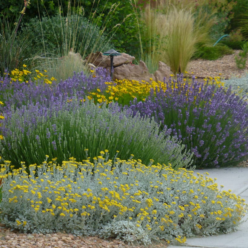 Partridge Feather (Tanacetum) - Image 6