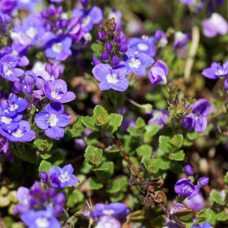 Turkish Veronica - Image 2