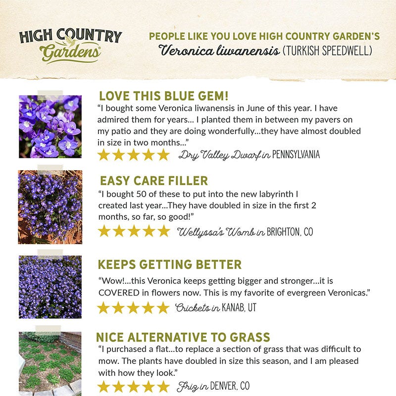 Turkish Veronica - Image 4