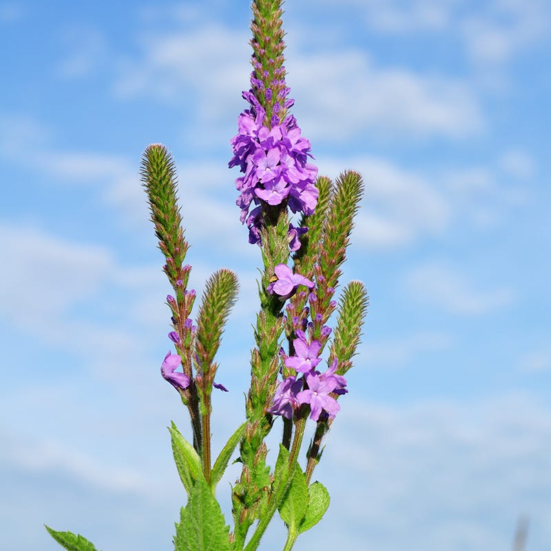 Hoary Vervain - Image 3