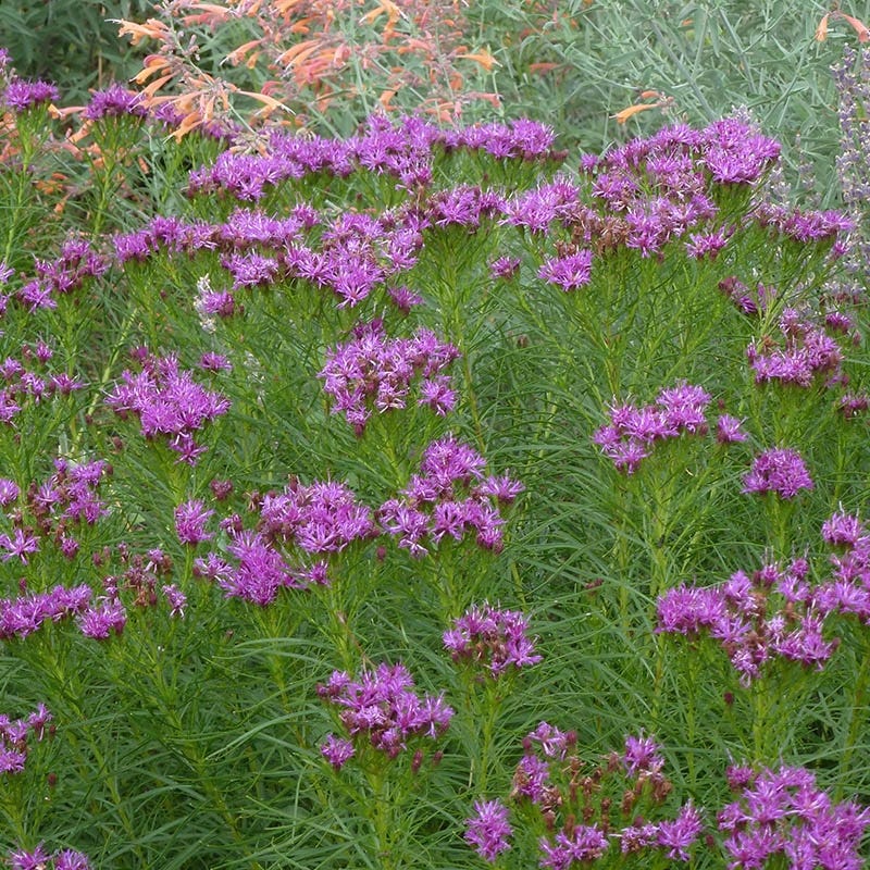 Iron Butterfly Ironweed (Vernonia) - Image 3