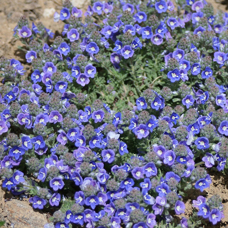 Blue Woolly Veronica - Image 2