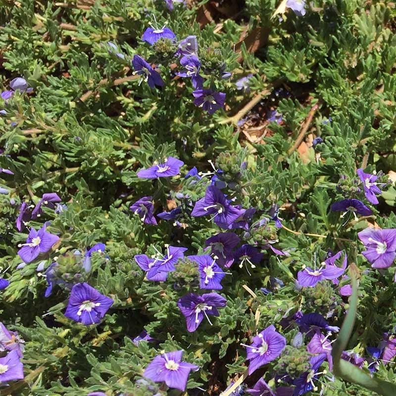 Blue Woolly Veronica - Image 6