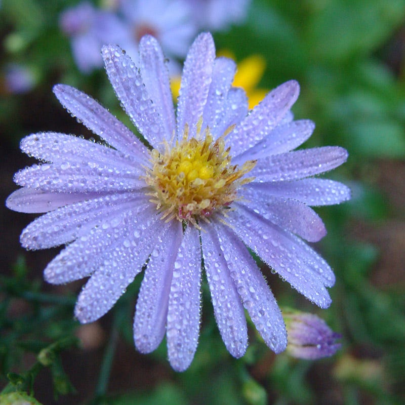 Monarch Magic Collection - Image 6