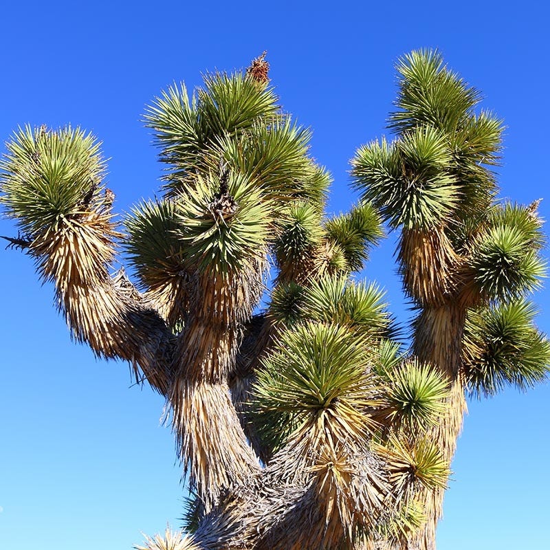 Joshua Tree (Yucca) - Image 3