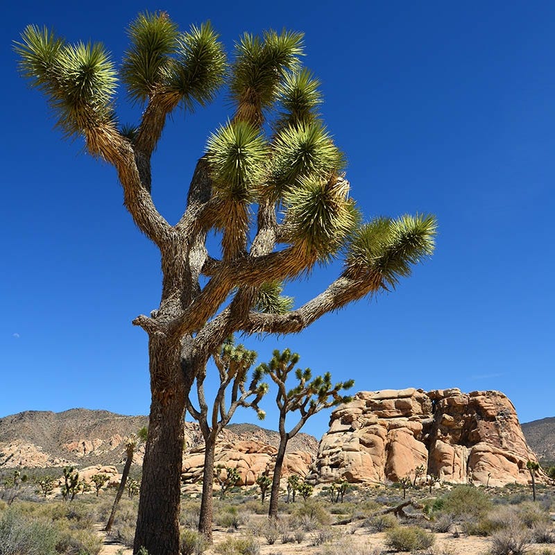 Joshua Tree (Yucca) - Image 4