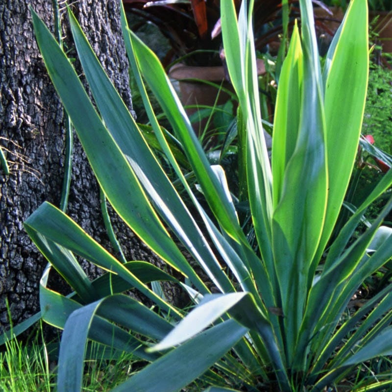 Nodding Texas Yucca - Image 3