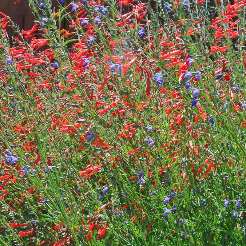 Sky Island Orange Hummingbird Trumpet (Zauschneria) - Image 5