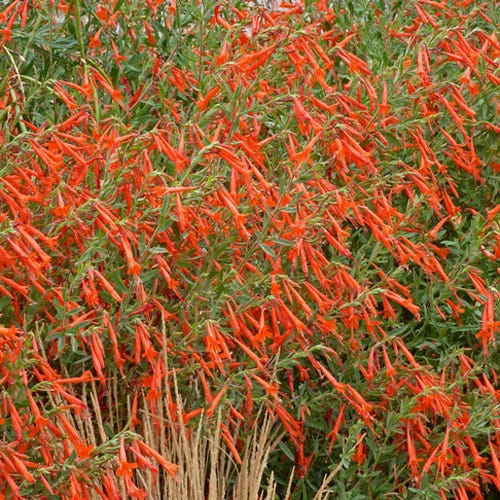 Sky Island Orange Hummingbird Trumpet (Zauschneria) - Image 6