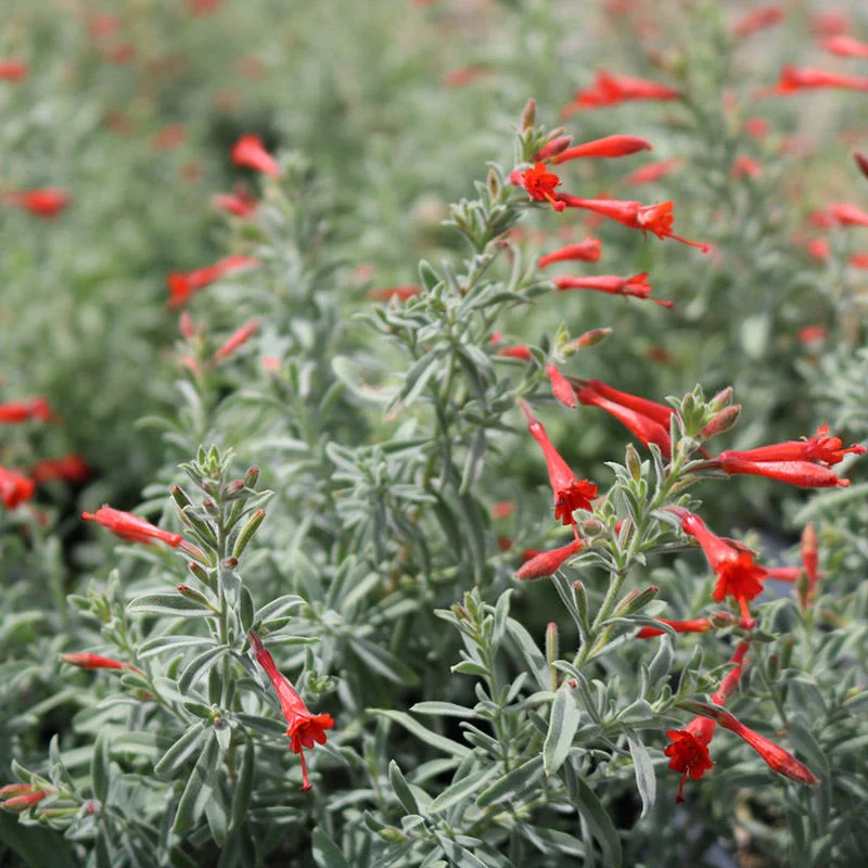 California Perennial Collection - Image 5