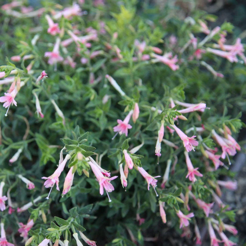 Native Intermountain West Songbird Pre-Planned Garden - Image 17