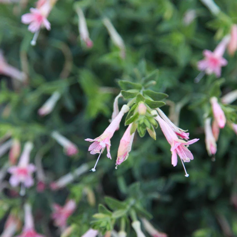 Woody's Peach Surprise Hummingbird Trumpet (Zauschneria) - Image 3