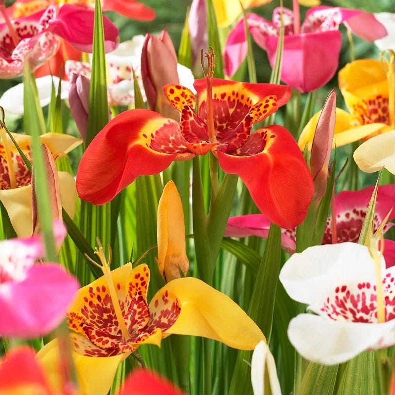 Allergy Friendly Flower Bulb Collection - Image 3