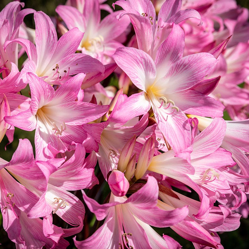 Naked Lady Lily (Amaryllis Belladonna) - Image 3