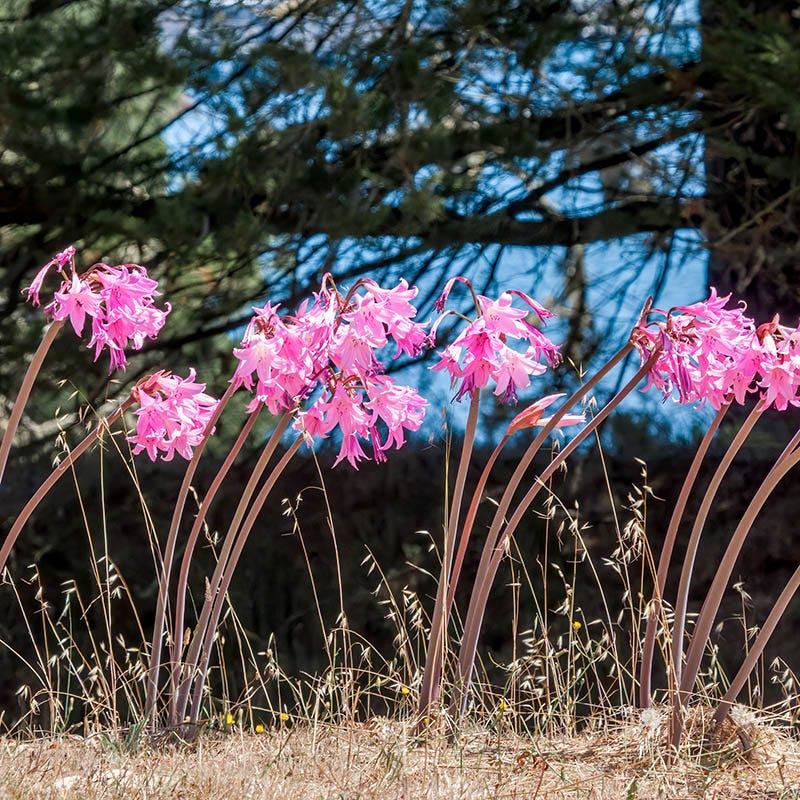 Naked Lady Lily (Amaryllis Belladonna) - Image 4