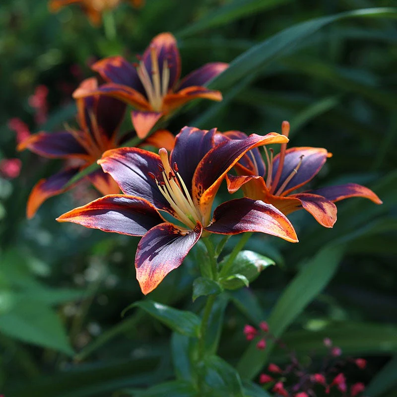 Forever Susan Asiatic Lily - Image 2