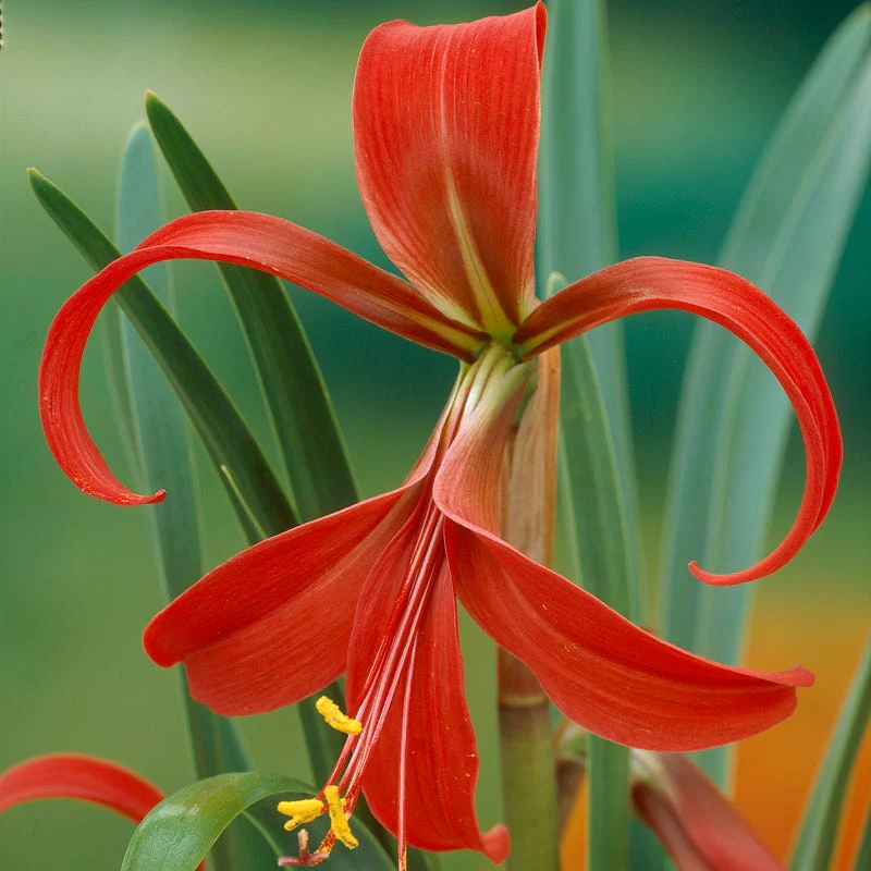 Aztec Lily (Sprekelia) - Image 2