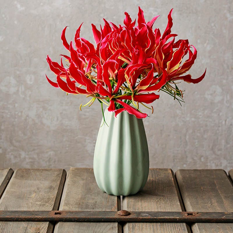 Bold Bouquet Flower Bulb Collection - Image 4