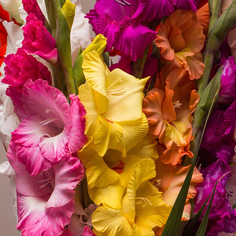 Bold Bouquet Flower Bulb Collection - Image 6