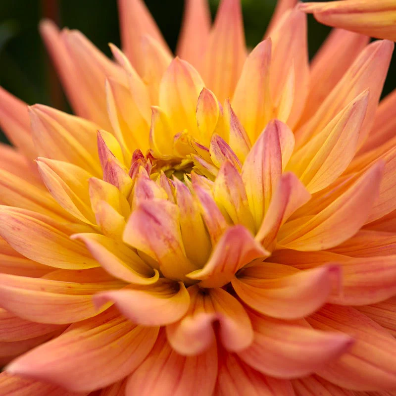 Karma Corona Semi-Cactus Dahlia - Image 3