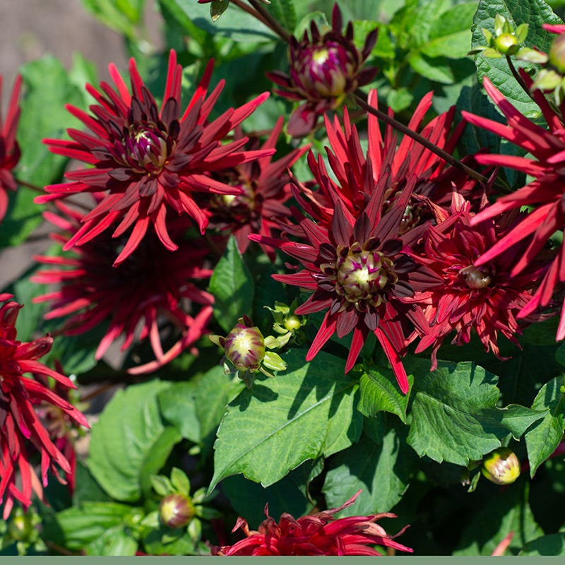 Nuit D'ete Cactus Dahlia - Image 2