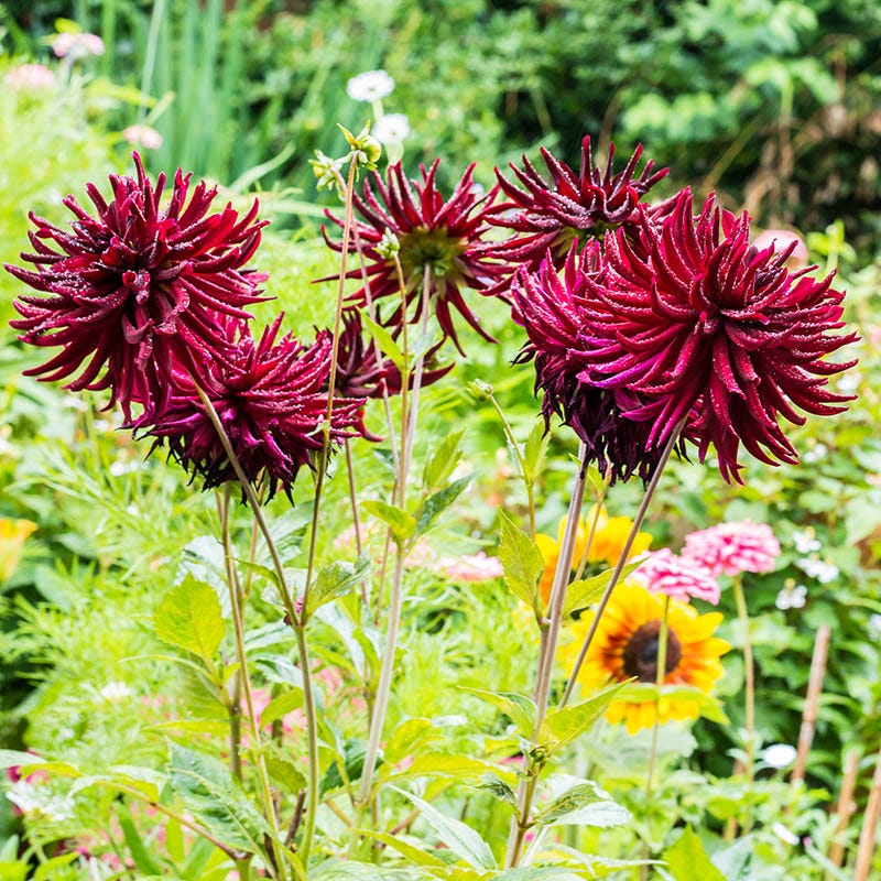 Nuit D'ete Cactus Dahlia - Image 3