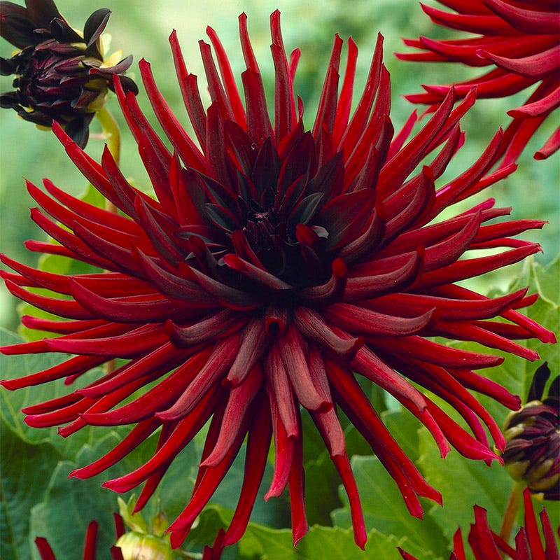Nuit D'ete Cactus Dahlia - Image 4