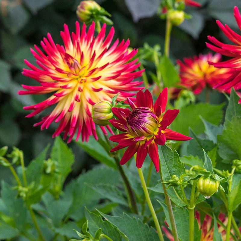 Tahiti Sunrise Semi-Cactus Dahlia - Image 2