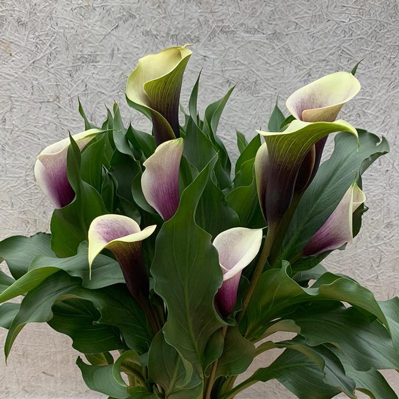 Da Vinci Calla Lily - Image 2