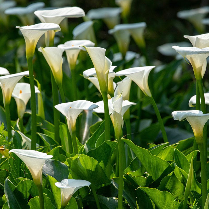 O'Keeffe-Inspired Calla Lily Mix - Image 3