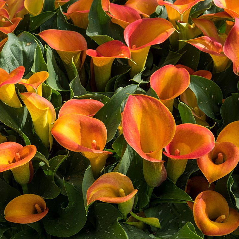 O'Keeffe-Inspired Calla Lily Mix - Image 4