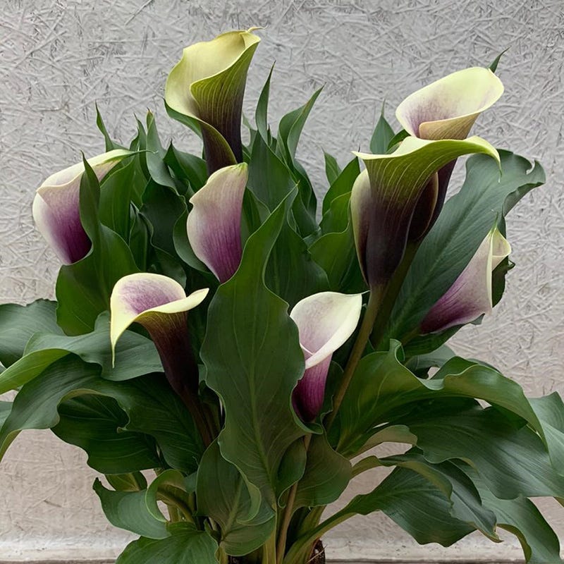 O'Keeffe-Inspired Calla Lily Mix - Image 5