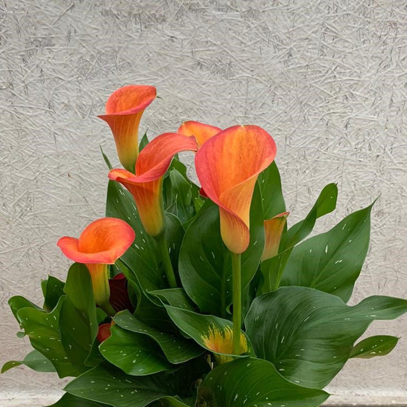 Orange Pitcher Calla Lily - Image 2
