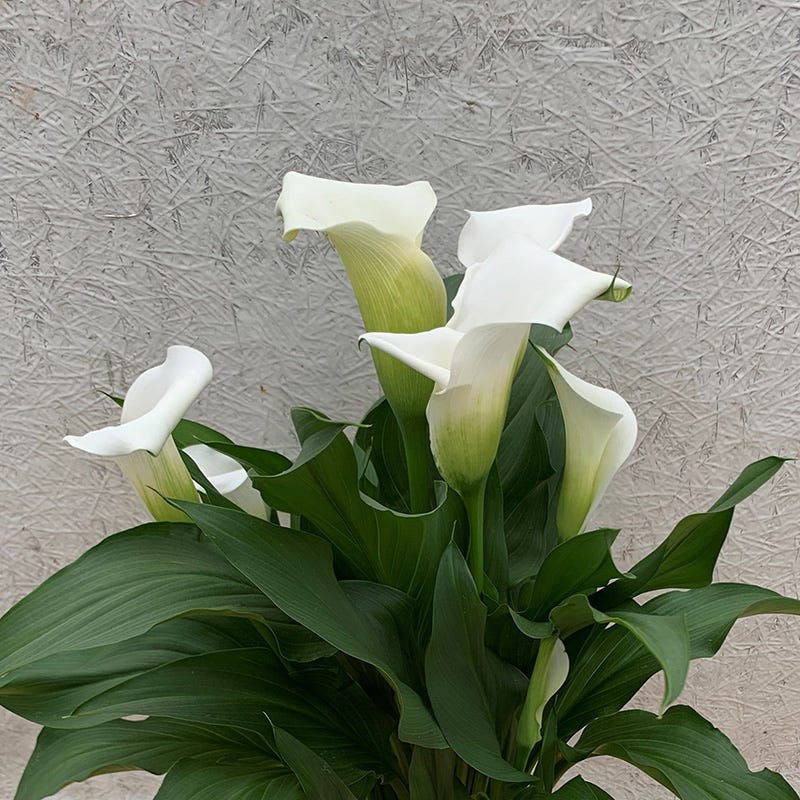Snowboard Calla Lily - Image 2