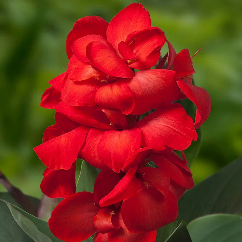 CannaSol™ Happy Carmen® Canna Lily - Image 2