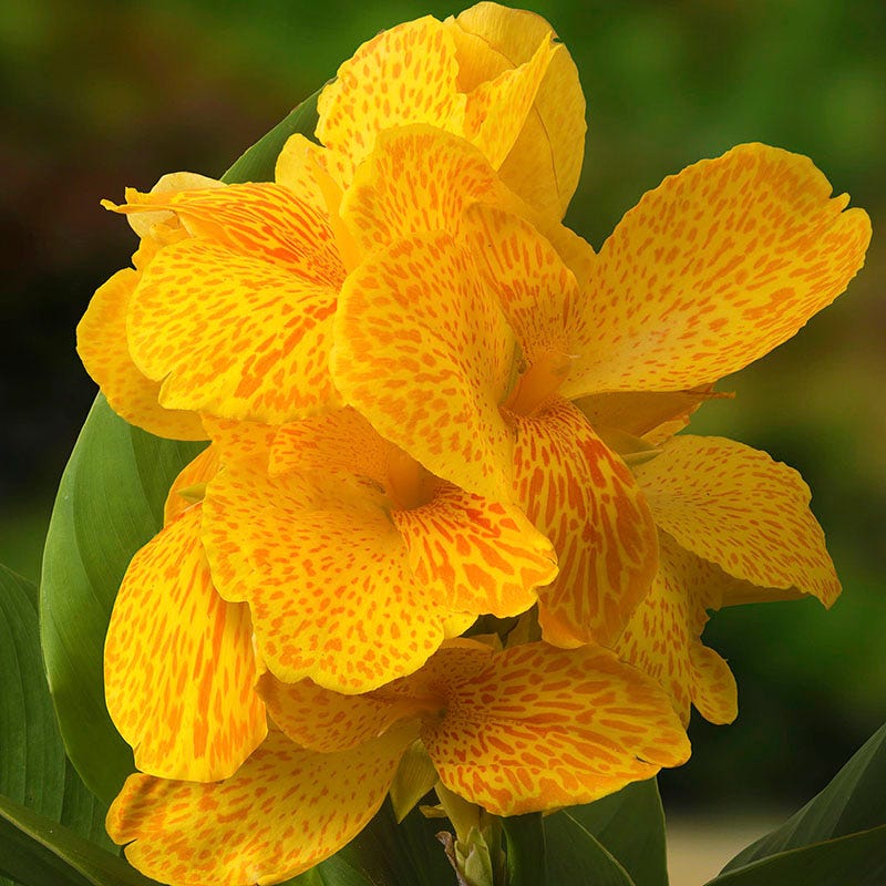 CannaSol™ Happy Emily® Canna Lily - Image 2