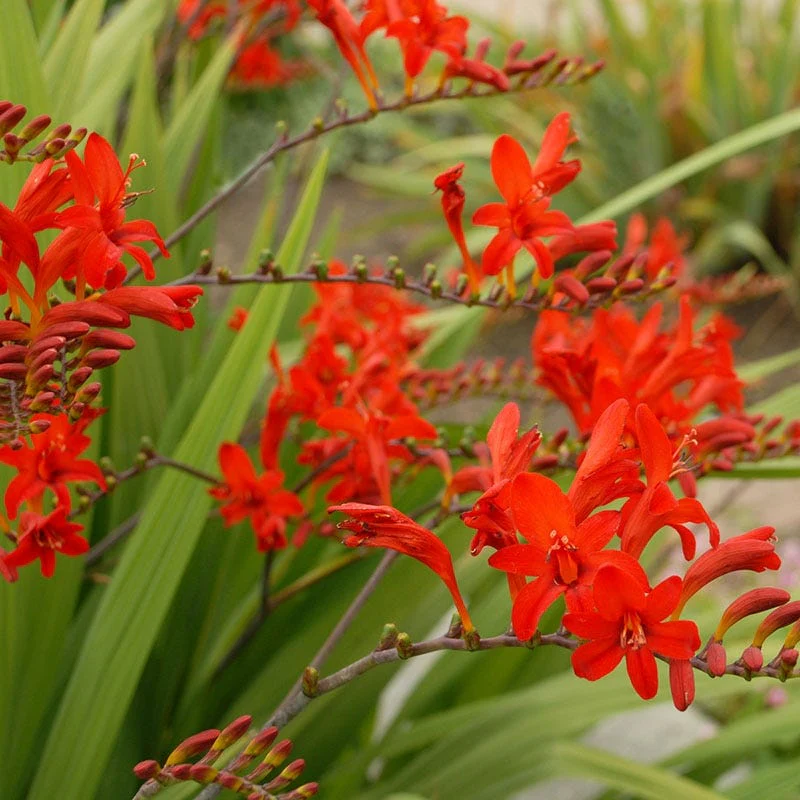 Lucifer Crocosmia - Image 2