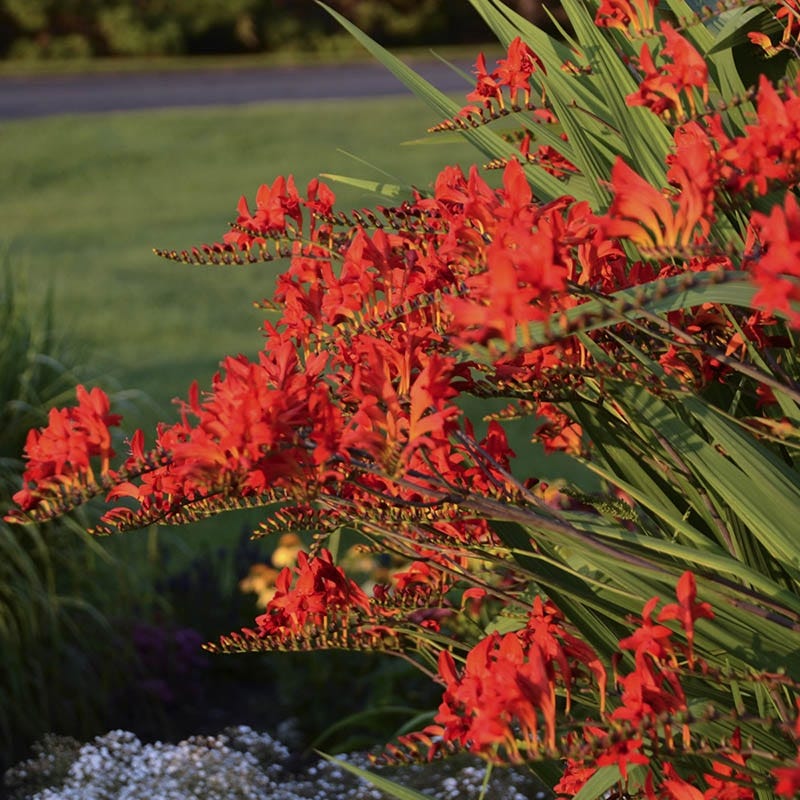 Lucifer Crocosmia - Image 3