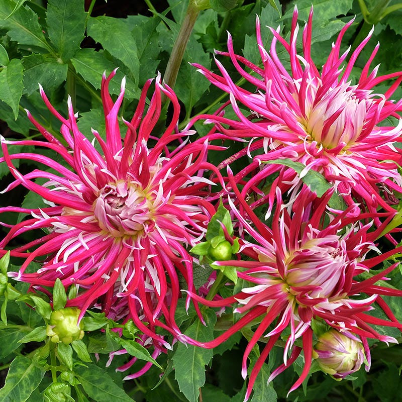 Stars of the Garden Dahlia Collection - Image 3