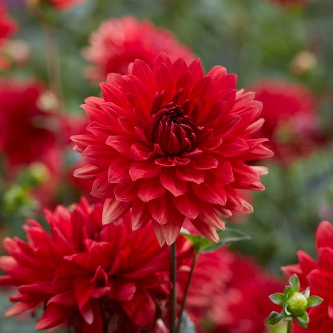 Tried & True Dinnerplate Dahlia Collection - Image 4