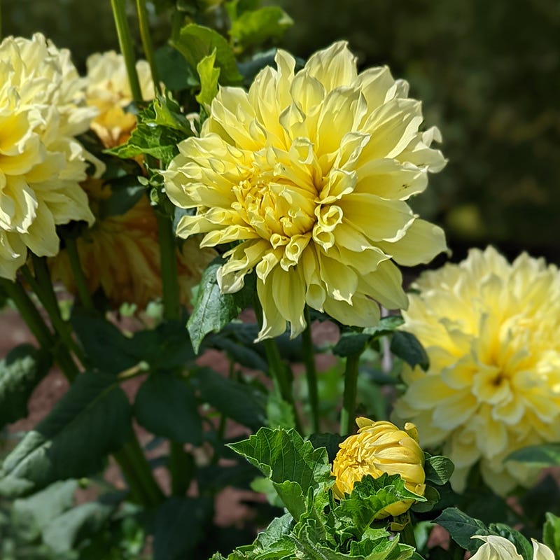 Kelvin Floodlight Dinnerplate Dahlia - Image 2