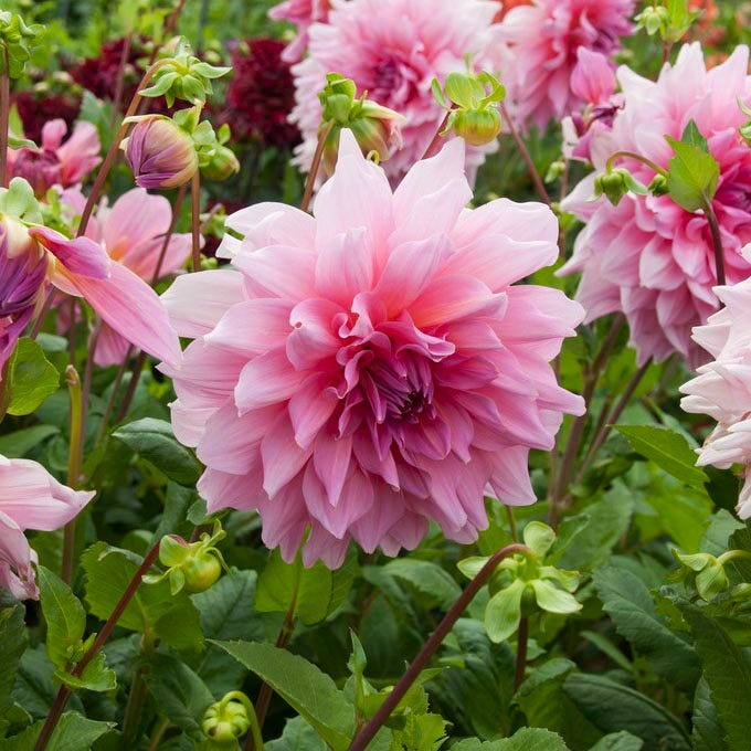 Otto's Thrill Dinnerplate Dahlia - Image 3