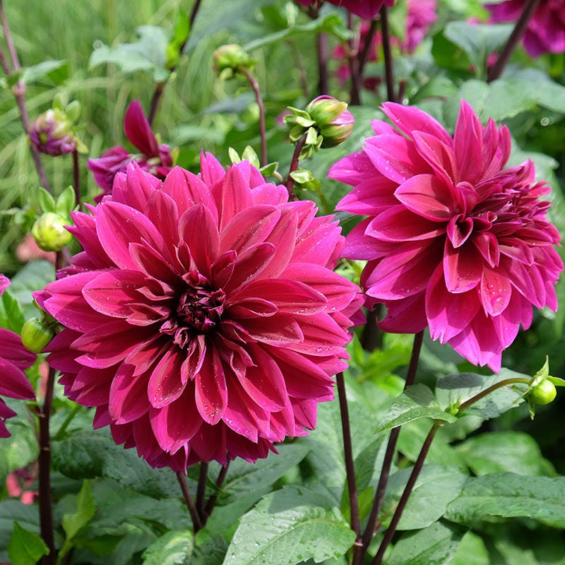 Thomas Edison Dinnerplate Dahlia - Image 3