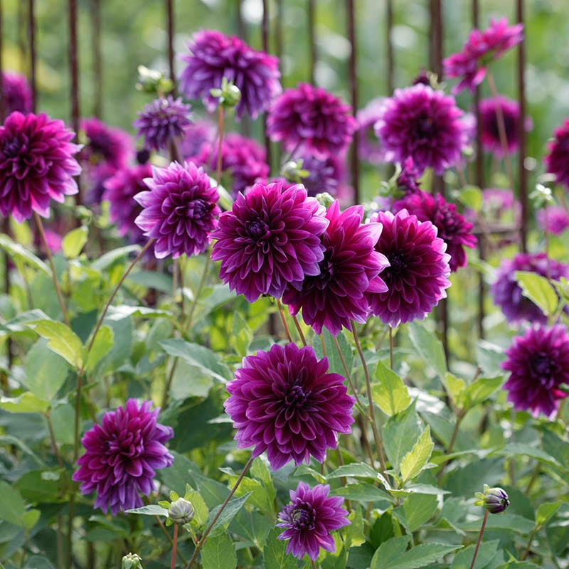 Tried & True Dinnerplate Dahlia Collection - Image 3