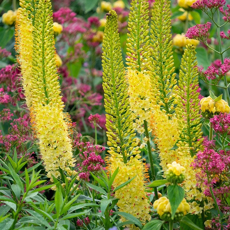 Yellow Foxtail Lily (Eremurus) - Image 3