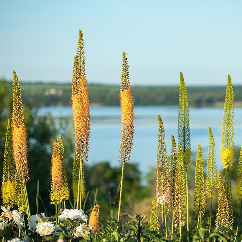 Yellow Foxtail Lily (Eremurus) - Image 4