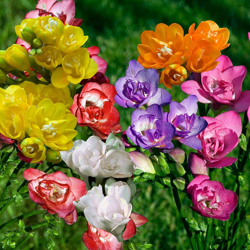 Double Freesia Mix - Image 3