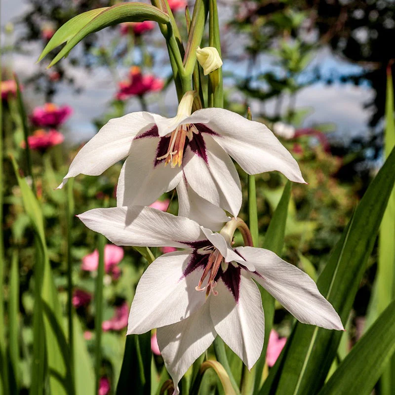 Peacock Orchid - Image 3