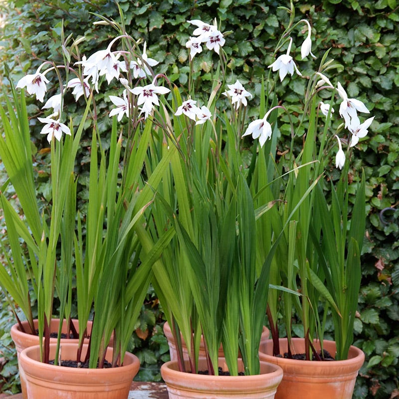 Peacock Orchid - Image 4