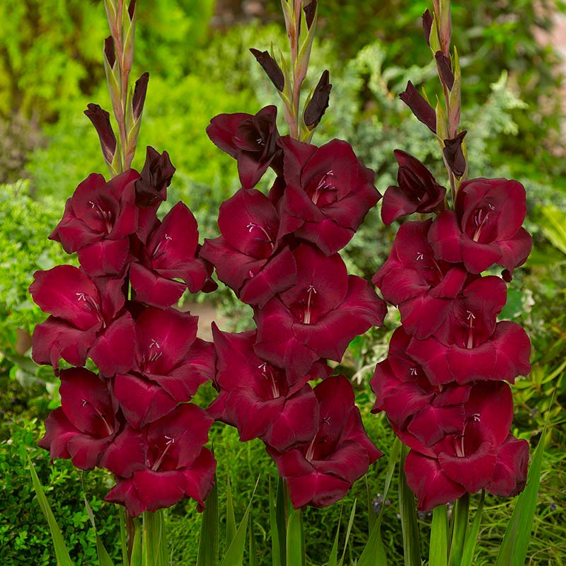 Espresso Gladiolus - Image 2